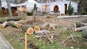 NOVE SADNICE NA ADI: Na mestu gde je nelegalno posečena topola, sutra sade novo drveće