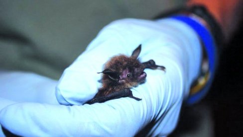 МИСТЕРИЈА ИЗ ПРИРОДЕ: Научници открили необичну способност америчких слепих мишева
