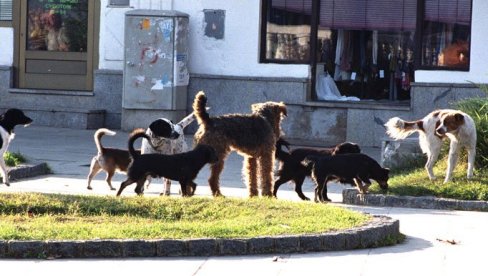 PROŠLE GODINE PRIJAVLJENO 935 NAPADA: Ekipe JKP Veterina Beograd sve više angažovane zbog incidenata sa psima koji žive na ulicama grada