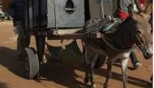 HIT NA MREŽAMA: Urnebesna fotografija magarca nasmejala sve