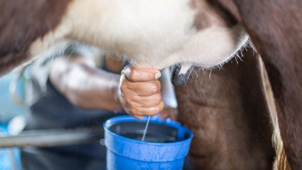 Пријаве за премије за млеко до 30. априла: Конкурс Министарства пољопривреде, шумарства и водопривреде