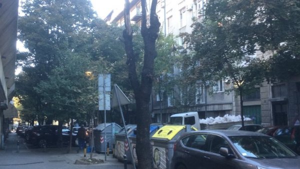 РАДОВИ ЗЕЛЕНИЛА НА ВРАЧАРУ: Сеча сувих стабла у Улици Светозара Марковића