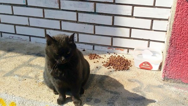 НЕУКУСНА ШАЛА ИЛИ ЦРНА МАГИЈА? На центру терена ФК Смедерево пронађен закопан обезглављен леш црне мачке