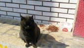 NEUKUSNA ŠALA ILI CRNA MAGIJA? Na centru terena FK Smederevo pronađen zakopan obezglavljen leš crne mačke