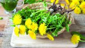 MASLAČAK ZA ZDRAVE BUBREGE: Listovi dobri za salatu, ali i čaj, čuvaju jetru, pomažu kod izbacivanja tečnosti