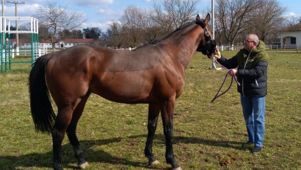 СТИГЛИ ПОТОМЦИ ЧУВЕНОГ ЈЕЈЛА: Ергела Љубичево богатија за наследнике пастува продатог у америци за милион долара