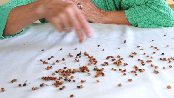 АЗИЈСКЕ БУБАМАРЕ ОКУПИРАЛЕ ДЕЛОВЕ БЕОГРАДА: Агресивне су и инвазивне - могу изазвати озбиљне проблеме