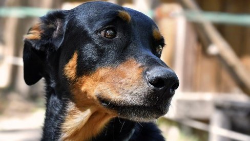 СРЕЋАН КРАЈ: Усвојен пас којег су власници напустили јер је „геј” (ФОТО)