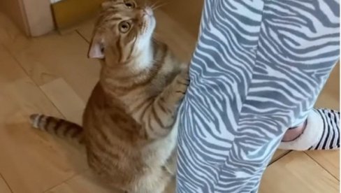 „ОВО ЈЕ ПРЕСЛАТКО“ Мачка која моли за храну постала хит на Инстаграму (ВИДЕО)
