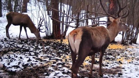 JELENI PONOVO NA ZLATIBORU: Na jugozapad Srbije vratila se bezmalo istrebljena životinjska vrsta