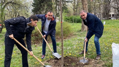 NOVE SADNICE U LJUTICE BOGDANA: U okviru akcije Za zeleniji Savski venac opštinski čelnici sadili drveće