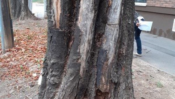 СЕЧА СУВИХ СТАБЛА: Радови Зеленила у понедељак