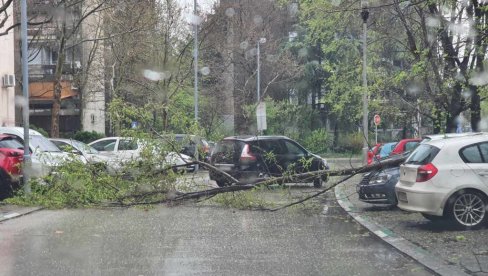 PADA DRVEĆE ZBOG JAKOG VETRA: Nevreme oborilo stablo na Novom Beogradu, oštećeni automobili (FOTO)