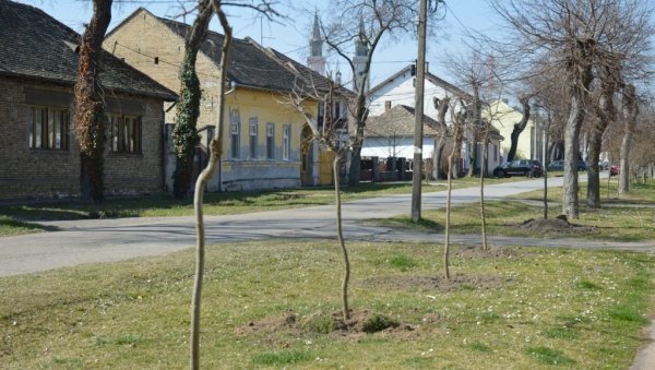 ПРОЛЕЋНА АКЦИЈА У СОМБОРУ: Озелењавање града са 1.160 садница