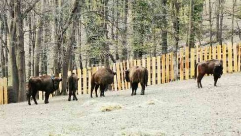 КРАЈ ДРАМЕ НА ФРУШКОЈ ГОРИ: Џиновска животиња за којом се данима трагало коначно овде пронађена