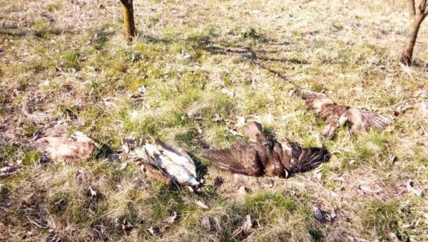 ЗАБРАЊЕНИ ПЕСТИЦИД И ДАЉЕ ТРУЈЕ: У Србији за две деценије отровано више од 2.000 птица, већином заштићених врста