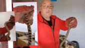 DVA POSKOKA: U kući kod Jagodine uhvatio par NAJOTROVNIJIH zmija Srbije (VIDEO)
