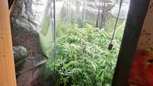 HAPŠENJE ZBOG DROGE: Policija otkrila ilegalnu laboratoriju za uzgoj marihuane u Mirijevu