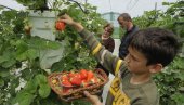 КИЛО ЈАГОДА 700 ДИНАРА: Прво воће из пластеника стиже за недељу, док ће се почетком маја брати на отвореном