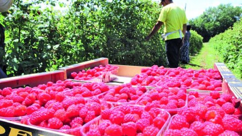 ОТКУПНА ЦЕНА МАЛИНЕ РЕКОРДНИХ 14 МАРАКА! Произвођачи бобичастог воћа у Републици Српској задовољно трљају руке