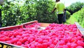 OTKUPNA CENA MALINE REKORDNIH 14 MARAKA! Proizvođači bobičastog voća u Republici Srpskoj zadovoljno trljaju ruke