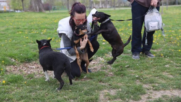 БИРА СЕ НАЈКЕРА: У Лиманском парку у Новом Саду данас отворена изложба паса мешанаца Нови Сад 2022