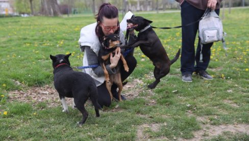 BIRA SE NAJKERA: U Limanskom parku u Novom Sadu danas otvorena izložba pasa mešanaca Novi Sad 2022