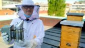GRADSKI MED JOŠ BOLJI OD ŠUMSKOG: Dorćol dobija košnice za 600.000 pčela