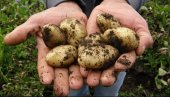 ЗВУЧИ САСВИМ НЕМОГУЋЕ: Руски научници производе кромпир који не цвета и отпоран је на гљивице