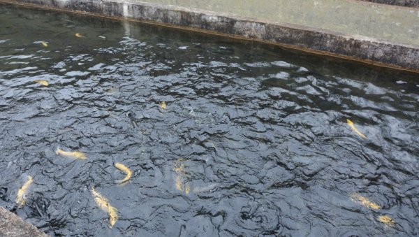 УМЕСТО ШАРАНА ЈЕДЕМО ВИЈЕТНАМСКОГ СОМА: Наша земља сваке године смањује производњу,  па тренутно увози више од 70 одсто рибе