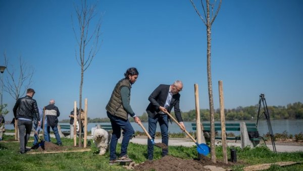 НОВ ДРВОРЕД НА ДУНАВСКОМ КЕЈУ: Почела акција озелењавања централне зоне на Старом граду