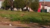 LISICA U CENTRU ZRENJANINA: Divlja životinja se odomaćila nedaleko od škole (VIDEO)