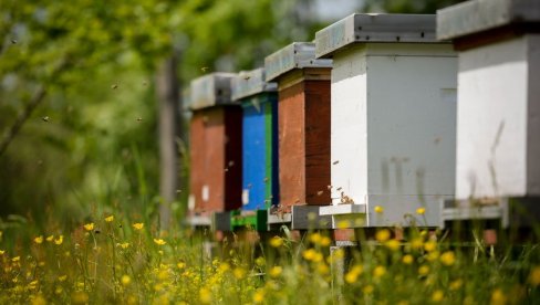 800 ДИНАРА ПО КОШНИЦИ: Пчелари заинтересовани за субвенције од данас могу поднети захтев
