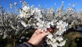 „BEHAR PROBEHARAO“ NADOMAK SMEDERVA: Rascvetali se voćnjaci, cvetovi opijaju mirisima, samo da mraz ne udari (FOTO)