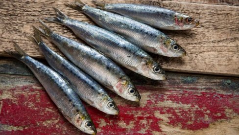 NISU ZDRAVE ZA SVE: Ko ne bi smeo da jede sardine