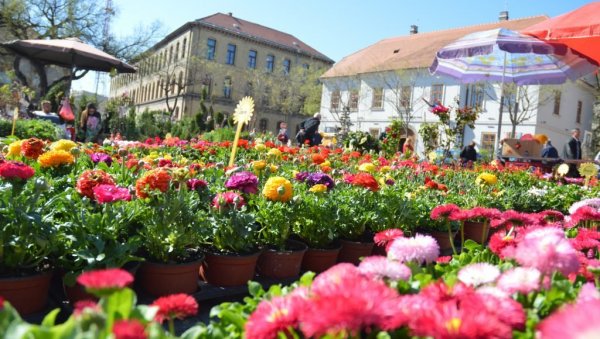 ПРОЦВЕТАО ЦЕНТАР СОМБОРА: Почео међународни фестивал цвећа