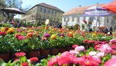 PROCVETAO CENTAR SOMBORA: Počeo međunarodni festival cveća