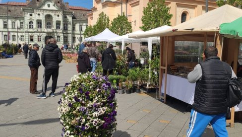 PROCVETAO CENTAR ZRENJANINA: Cvetna pijaca ulepšala gradski trg (FOTO)