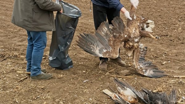 ОРЛОВИ УСКОРО НЕЋЕ ЛЕТЕТИ НАШИМ НЕБОМ: Још једно тровање животиња - у близини Бачког Петровца пронађено 14 лешева птица