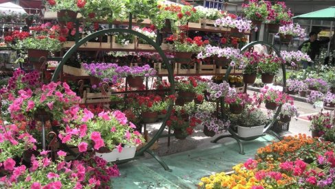 ULAGANJA SE VRAĆAJU ZA 9 MESECI: Kako postati uspešan proizvođač cveća u Srbiji