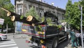 KESTEN SLUPAO TRI AUTOMOBILA: Palo drvo u Carigradskoj ulici na Dorćolu