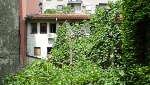 DVE LOZE STARE DVA VEKA: U  jednom dorćolskom i zemunskom dvorištu skrivaju se loze koje čuvaju sećanje na nekadašnje Beograđane