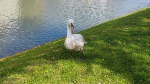 БЕЛИ ЛАБУД ОДУШЕВИО ЗРЕЊАНИНЦЕ: Ускршња шетња миљеника најмлађих, похрлили да се сликају са њим (ФОТО/ВИДЕО)