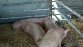 ОЖИВЕЋЕ СВИЊЦИ: Укинута забрана чувања свиња у пиротским селима на Кружном путу