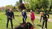 НОВЕ САДНИЦЕ НА ЛЕВОЈ ОБАЛИ САВЕ: Засађена стабла јавора у оквиру акције Дрво за Београд