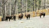 KUMUJU DECA IZ SRBIJE, ŠPANIJE I POLJSKE: Biraju se predlozi za imena  bizona nedavno nastanjenih u Nacionalni park Fruška gora