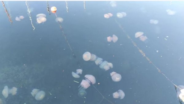 ШТА СЕ ОВО ДЕШАВА: Инвазија медуза на луку у Трсту (ВИДЕО)