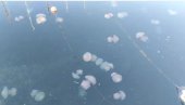 ŠTA SE OVO DEŠAVA: Invazija meduza na luku u Trstu (VIDEO)