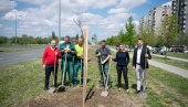 BULEVAR EVROPE U NOVOM RUHU - Kompanija Meridian donirala sadnice likvidambara Novom Sadu