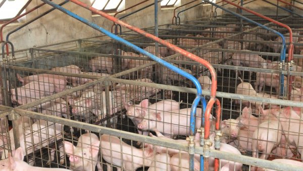 РАСПИСАН КОНКУРС ЗА ПОЉОПРИВРЕДНИКЕ Обавештење Градске управе у Краљеву